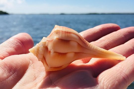 Shelling Tours - Fort Myers Beach / Naples