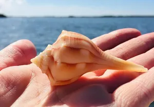 Shelling Tours - Fort Myers Beach / Naples