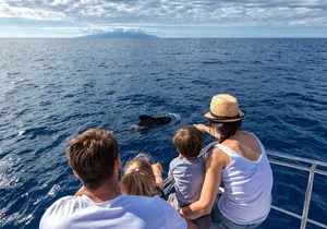 Whales & Dolphins watching in exclusive sailboat