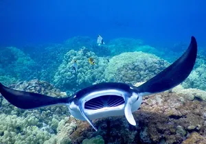 Late Night Manta Snorkel