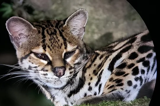 Monteverde Cloud Forest Night Wildlife Experience