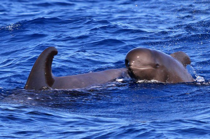 Whale Watching and Marine Science Tour