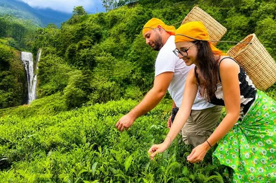 Nuwara Eliya Tea Plucking and Tasting Waterfalls Tours