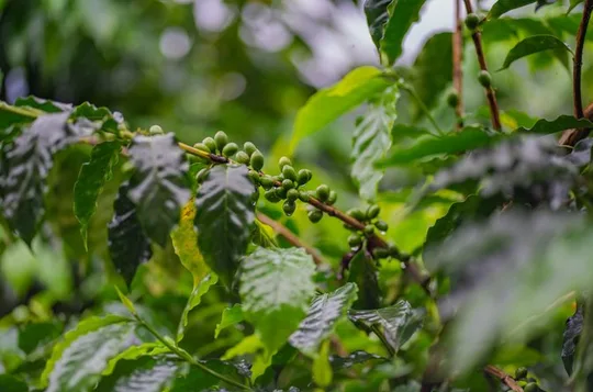Coffee and Chocolate Tour in La Fortuna