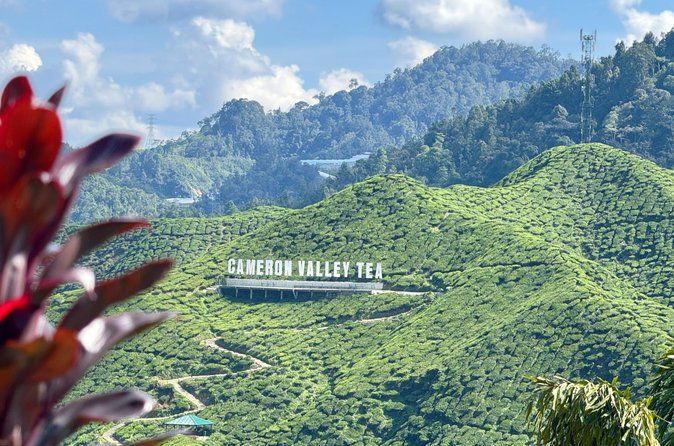 Cameron Highlands with Lunch Guided Day Tour (SIC/Shared Tour)