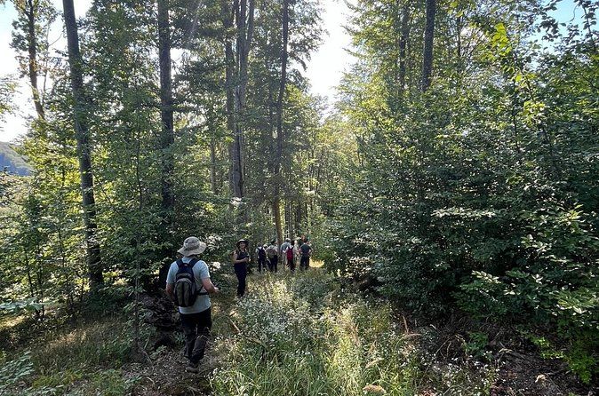 Excursion d'observation de la faune des Carpates au départ de Brașov