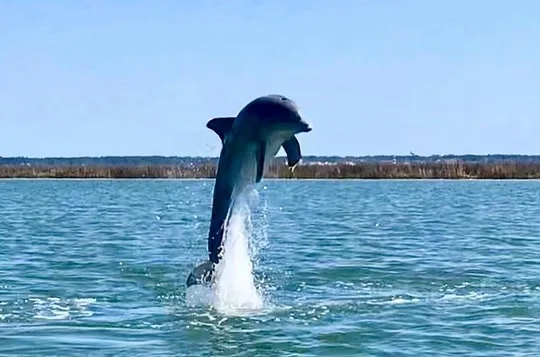 2-Hour Private Hilton Head Dolphin Watching Cruise