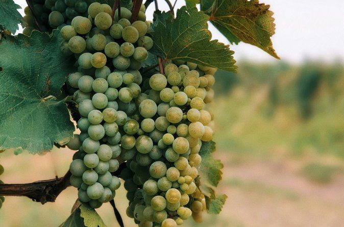 Kakheti Wine Private Tour from Tbilisi with Sighnaghi & Bodbe