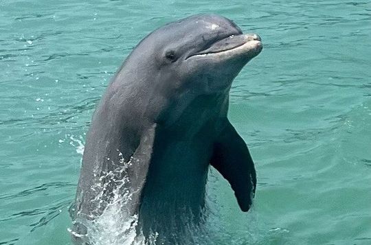 Dolphin Watch Eco Shelling Cruise to Keewaydin Island