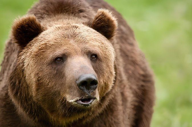 From Bucharest: Bear Sanctuary, Dracula's Castle & Brasov