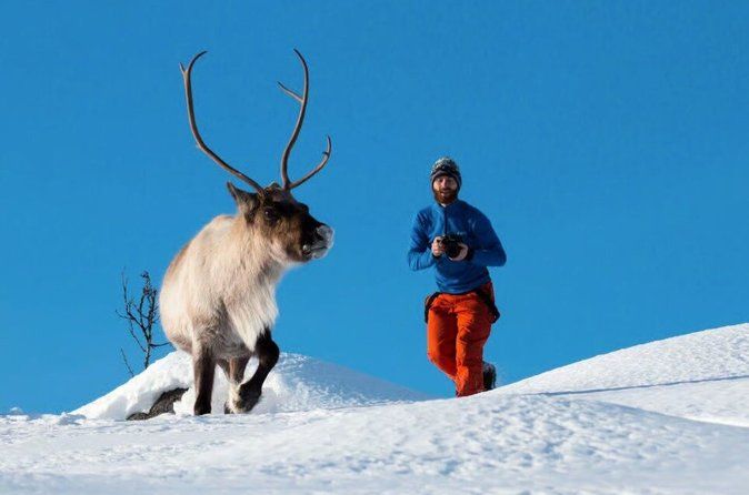 Tromsø: Arctic Fjord Trip with Scenic Lunch and Photo