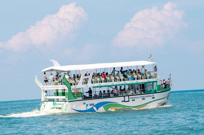 Whales and Dolphins Watching-Luxury Super Grade Cruiser(Hotel Pick up offered)