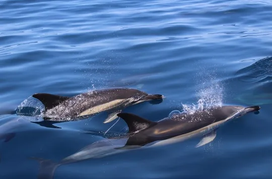 Biologist guided dolphin watching safari