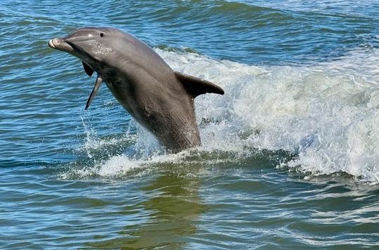 Dolphin Watch Eco Shelling Cruise to Keewaydin Island