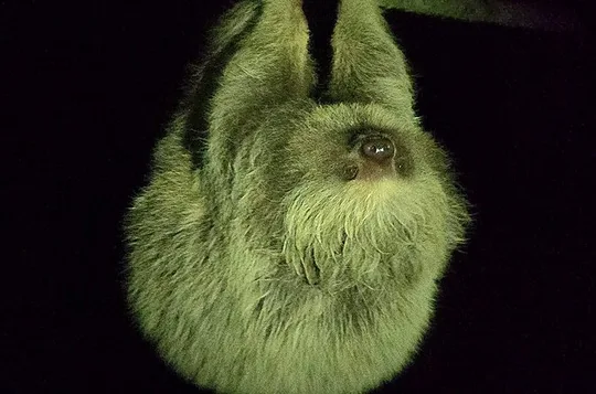 Monteverde Cloud Forest Night Wildlife Experience