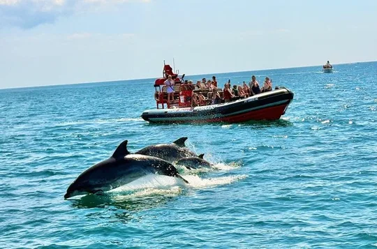 Lagos: Dolphin Watching Tour + Marine Biologist Guide