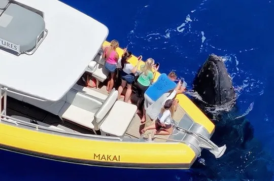 WHALES GUARANTEED Maui Whale Watching Makai Adventures