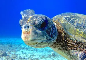 Guided Scuba Dive in Lahaina: Certified