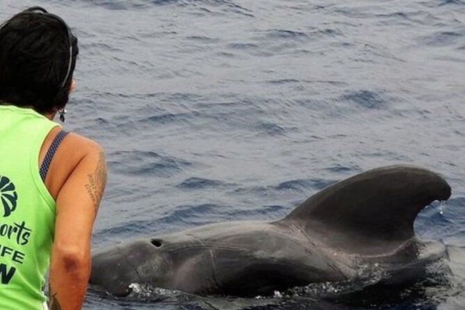 Leaders in Eco Respectful No chase whale and dolphin safari tours