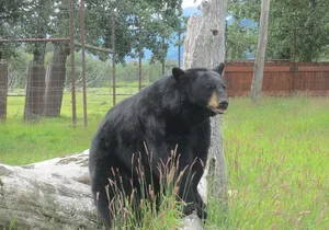 Alaska Wildlife Center and Turnagain Arm Tour w/Alyeska Tram