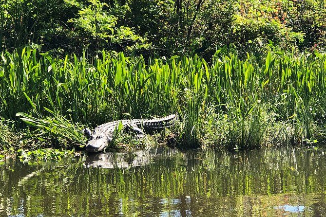 Highlights of New Orleans: City and Swamp Combo Tour