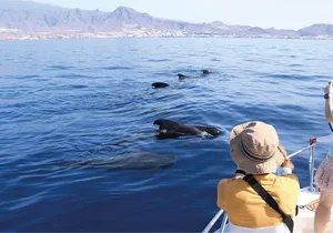 Costa Adeje | Cetacean sighting in Tenerife South