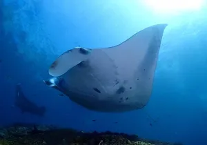 Try Diving in Manta Point - Nusa Penida