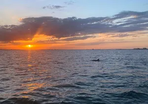 Sunset and Dolphin Cruise around Fort Myers Beach