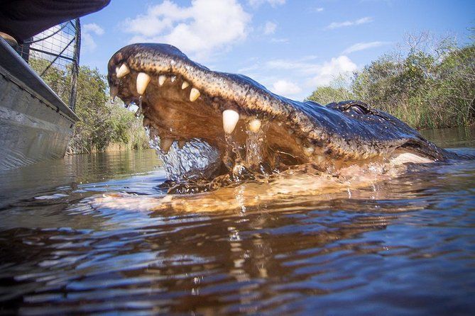 Everglades Tour with professional Tourguide inclusive pickup