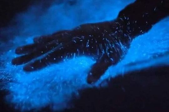 Bioluminescence Kayak Tour Near Orlando