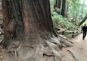 Private Muir Woods and Sausalito Half Day Tour