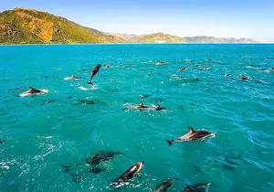 Dolphin, Sea Cave & Captain Cook Snorkel Combo in Kealakekua Bay