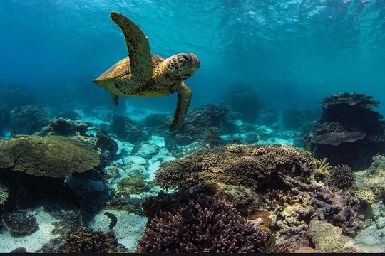 Private Guided Tours Beach Entry with Sea Scooters up to 5 guests