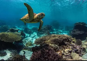 Private Guided Tours Beach Entry with Sea Scooters up to 5 guests