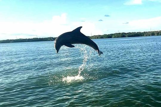 Key Largo Mangrove Private Eco-Tours