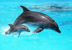 Drive your Own 2 Seat Fun Go Cat Boat on Marco Island