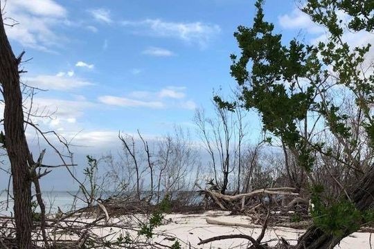 Marco Island 2 hour Dolphin, Birding and Shelling tour