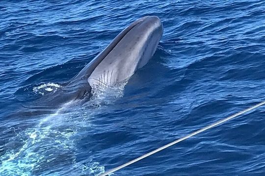 3-hour Whale and Dolphin Watching and Listening Tour