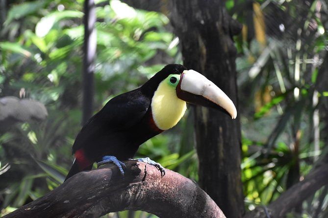 Skip the Line: Rescate Wildlife Rescue Centre General Admission Ticket