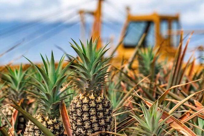 Maui Pineapple Farm Tour in Haliimaile