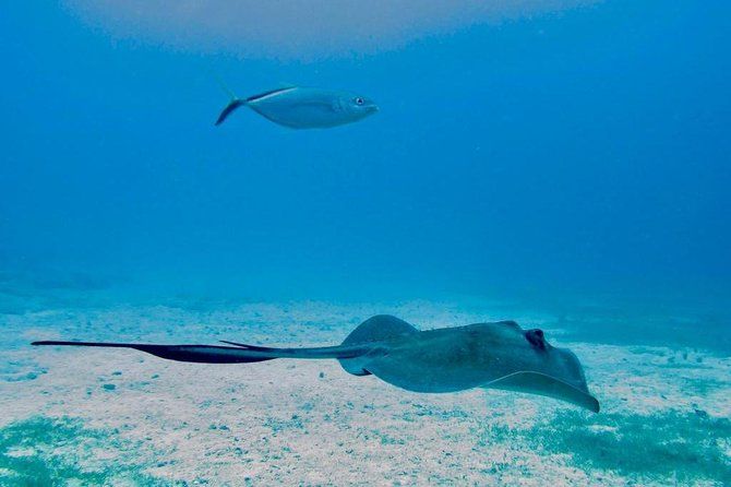 The Original Eco Tour Full-Day Around the Island of Sint Maarten