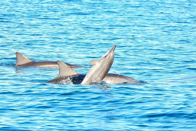 Wild Dolphin Swim & Curated Southwest Mauritius Experience