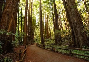 Alcatraz Muir Woods Express with Golden Gate Bridge Visit