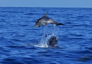 Los Gigantes Whale Watching Charter by Sail Boat