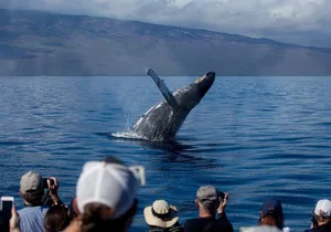 Maui Premium Sunset Dinner Cruise & Whale Watch