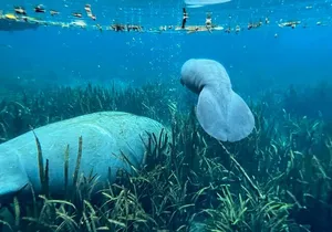 Glass Bottom Kayak Tours of Silver Springs