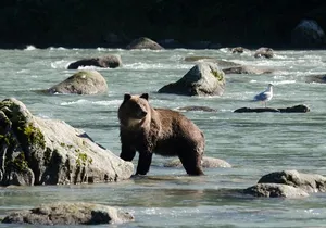 Chilkoot Lake Nature and Wildlife Viewing - 6.5 hrs from Skagway