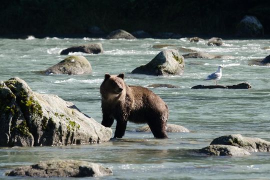 Chilkoot Lake Nature and Wildlife Viewing (2.5 hrs in Haines)