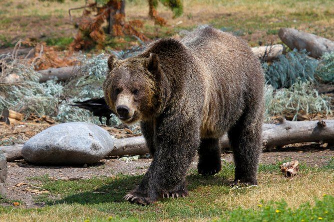Private Yellowstone National Park Sightseeing Tour with Lunch