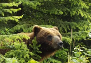 Chichagof Island Tour: Brown Bear Search